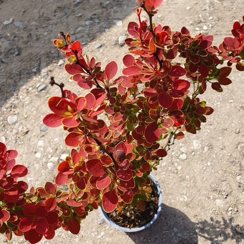 Berberys Thunberga Orange Sunrise (C2)