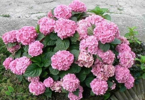 Hortensja ogrodowa Candy Heart Pink