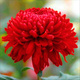Aster chiński Chochlik 0,5g