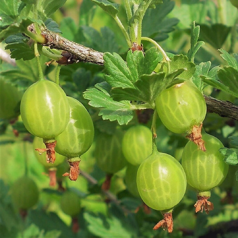 Agrest biały Hinnonmaki Gelb na pniu Plant Pack
