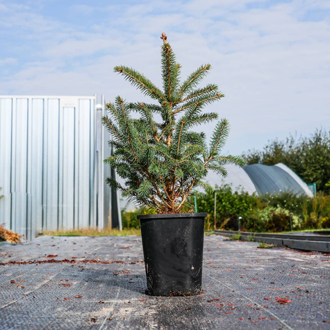 Świerk kłujący Glauca Świerk srebrny