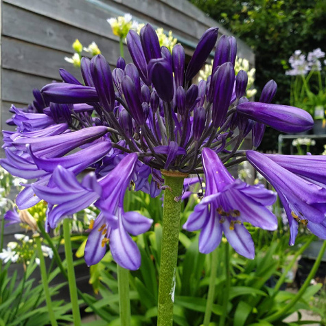 Agapant Black Pantha Lilia afrykańska