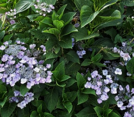 Hortensja ogrodowa Mariesii Perfecta