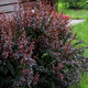 Berberys Thunberga Dart's Red Lady (C2)
