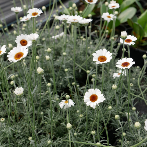 Stokrotka marokańska Casablanca (C2)