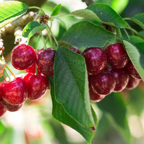 Czereśnia Julia w doniczce (C2)