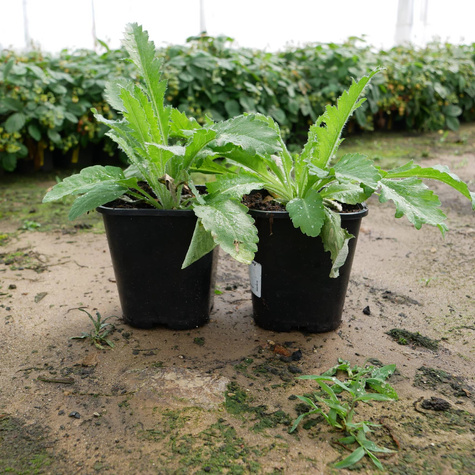 Mak wschodni Beauty of Livermere (C2)