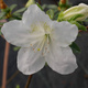 Azalia japońska Pleasant White