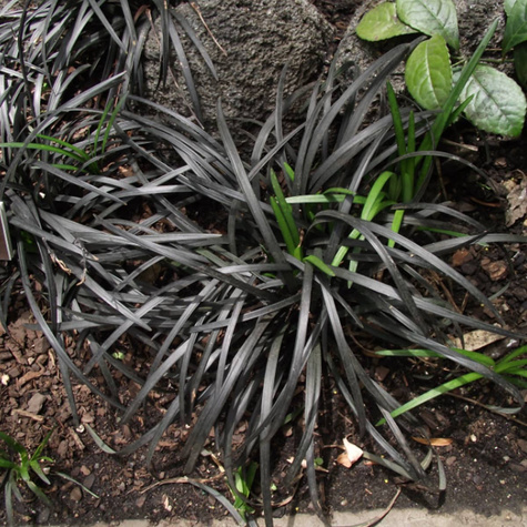 Konwalnik płaskopędowy Niger konwalik czarna trawa (C2)