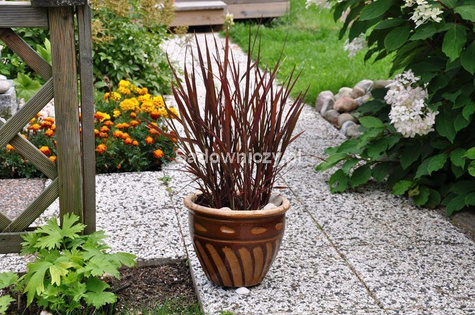 Ryż ozdobny Black Madras 1g