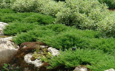 Jałowiec płożący Andora Compact (P9)