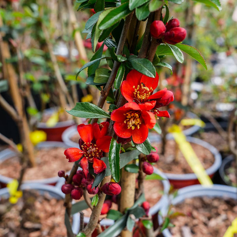 Pigwowiec pośredni Crimson and Gold Ozdobny na Nalewki (P9)