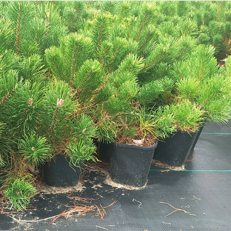 Sosna górska Mugo Mughus (C2)