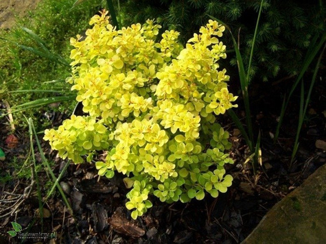 Berberys thunberga Tiny Gold doniczka C5