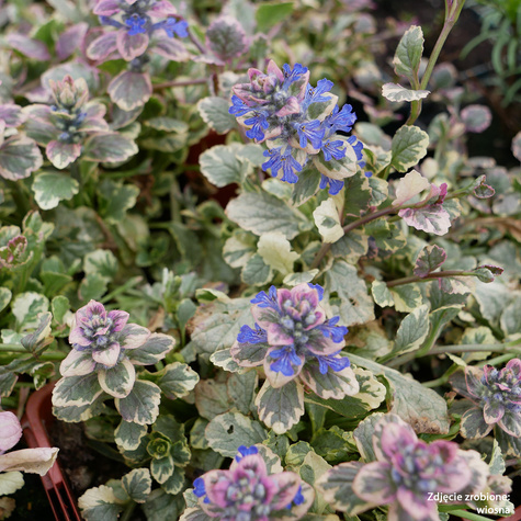 Dąbrówka rozłogowa Burgund Glow (C2)