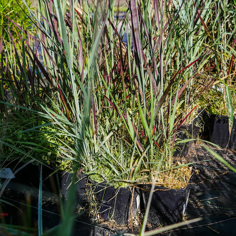 Proso rózgowate Purple Breeze