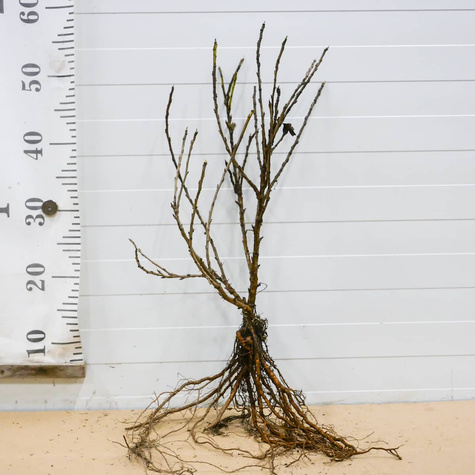 Agrest biały Tatiana Plant Pack