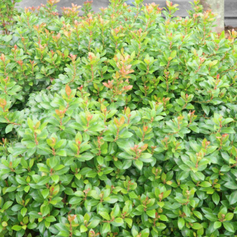Pieris japoński Little Heath Green (P9)