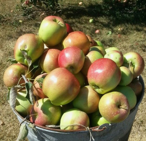 Jabłoń Melfree Stara odmiana Plant Pack