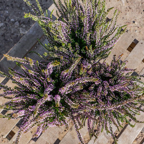 Wrzos pospolity Hilda fioletowy pączkowy