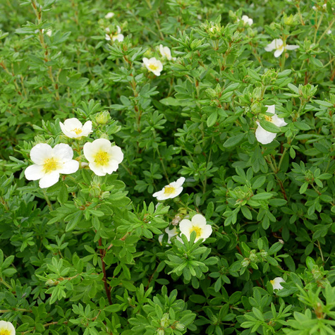 Pięciornik krzewiasty 'Limelight' (C2)