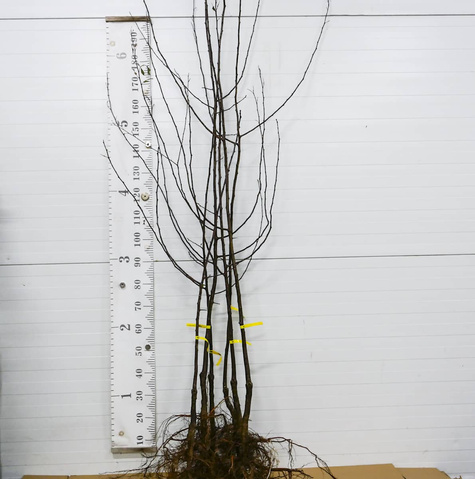 Śliwa Presenta Plant Pack