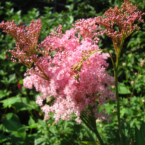 Wiązówka czerwona Venusta