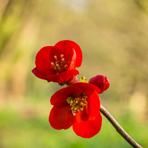 Pigwowiec pośredni Texas Scarlet (P9)