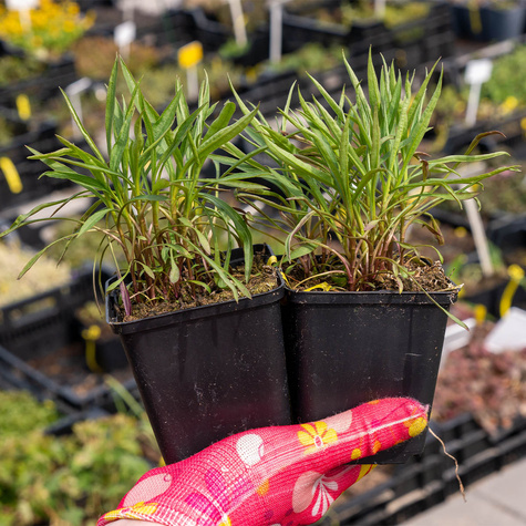 Aster wrzoslistny Schneegitter (P9)