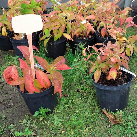 Hortensja piłkowana Blue Deckle (C2)