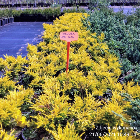 Jałowiec płożący Lime Glow (C2)