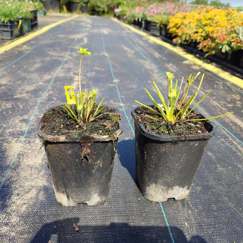 Orlik złocisty Spring Yellow Queen (C2)