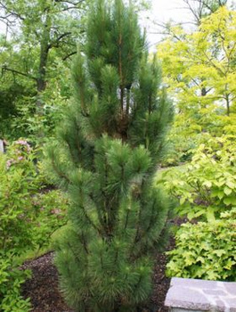 Sosna czarna Pyramidalis