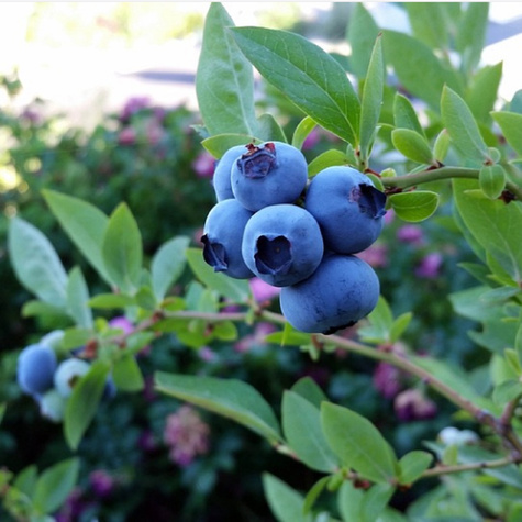 Borówka amerykańska wysoka Olle późna (C2)