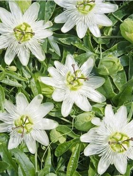 Męczennica modra Constance Elliott (C2)