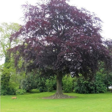 Buk pospolity Atropunicea Jeden z piękniejszych (C2)