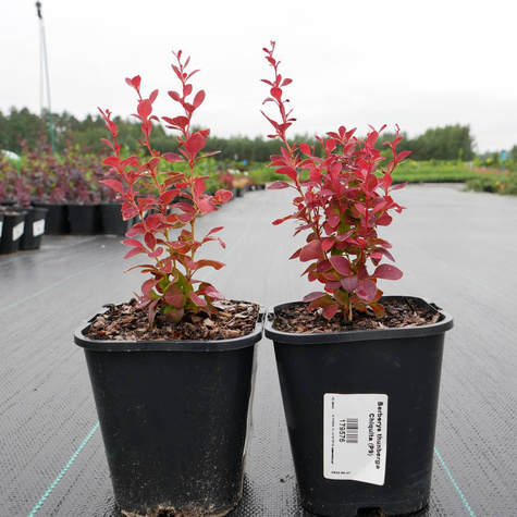 Berberys Thunberga Chiquita (C2)
