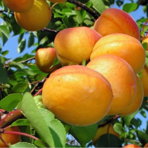 Morela Wczesna z Morden w doniczce (C2)