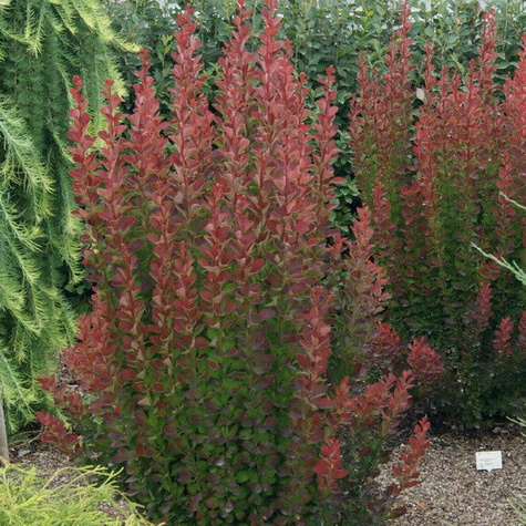 Berberys Thunberga Red Pillar (C2)