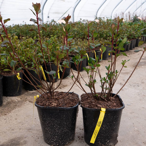 Azalia japońska Excelsior (C2)