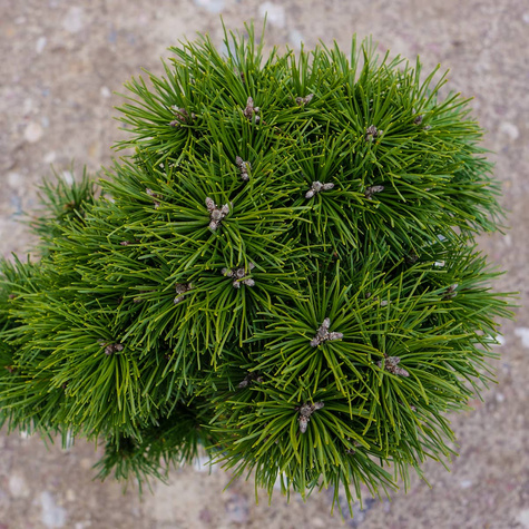 Sosna górska kosodrzewina Hnizdo szczepiona NP