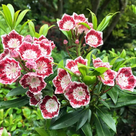 Kalmia szerokolistna Minuet (C2)