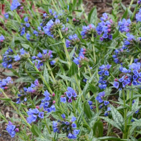 Miodunka wąskolistna EB Anderson (P9)