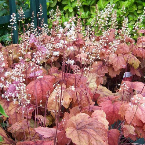 Żuraweczka Sweet Tea (C2)