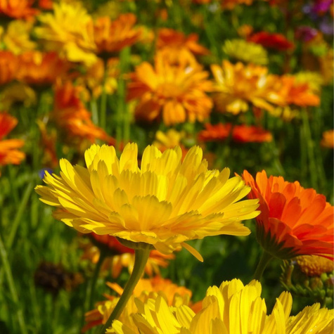 Nagietek karłowy zestaw kolorów 3g Polan