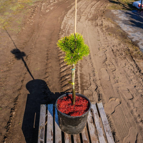 Sosna kosodrzewina Winter Gold szczepiona na pniu Pa 30