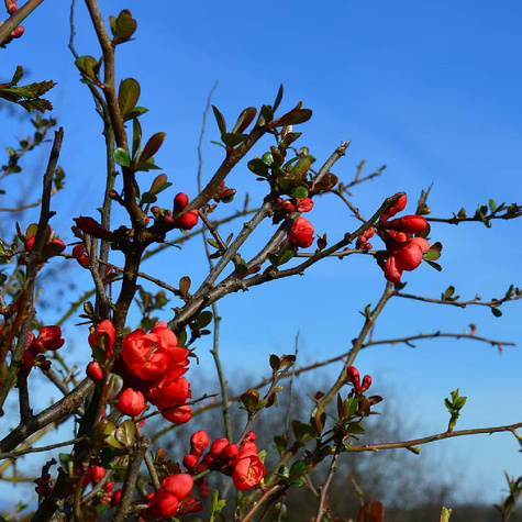 Pigwowiec Jadalny Szczepiony (C2)