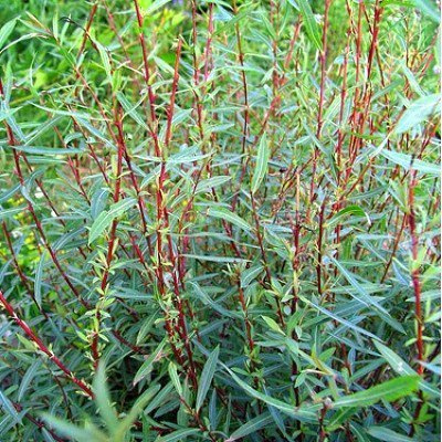 Wierzba purpurowa Pendula