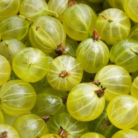 Agrest biały Puszkińskij w doniczce