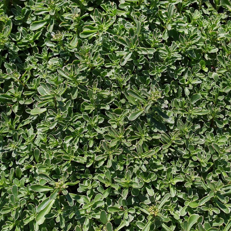 Rozchodnik kaukaski Tricolor (C2)